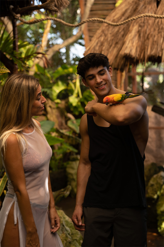 Aviario