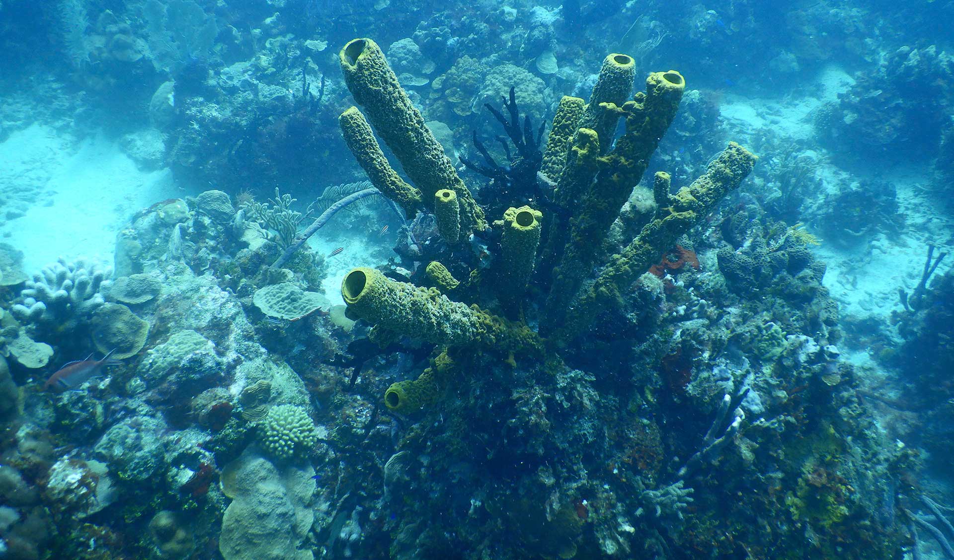 Reef Chek