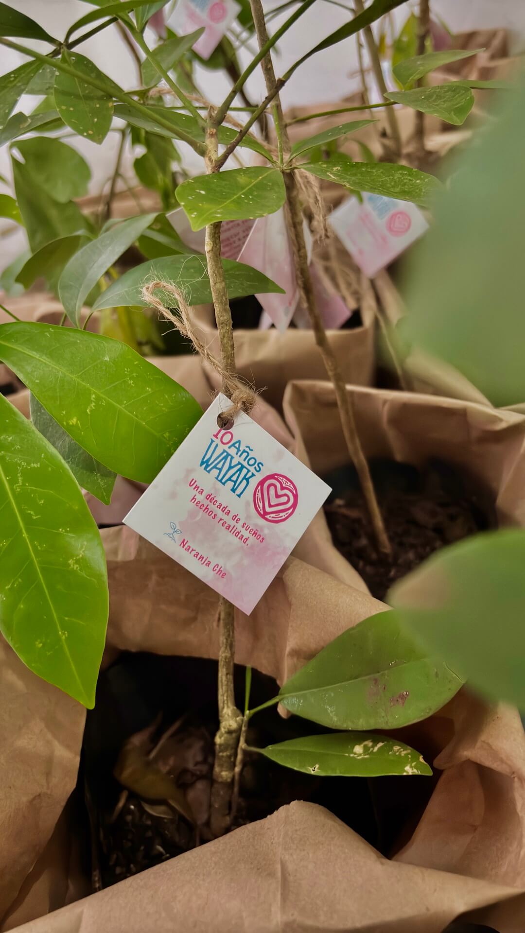 Celebramos en el Centro Comunitario Wayak una década de impacto transformador en Mahahual 